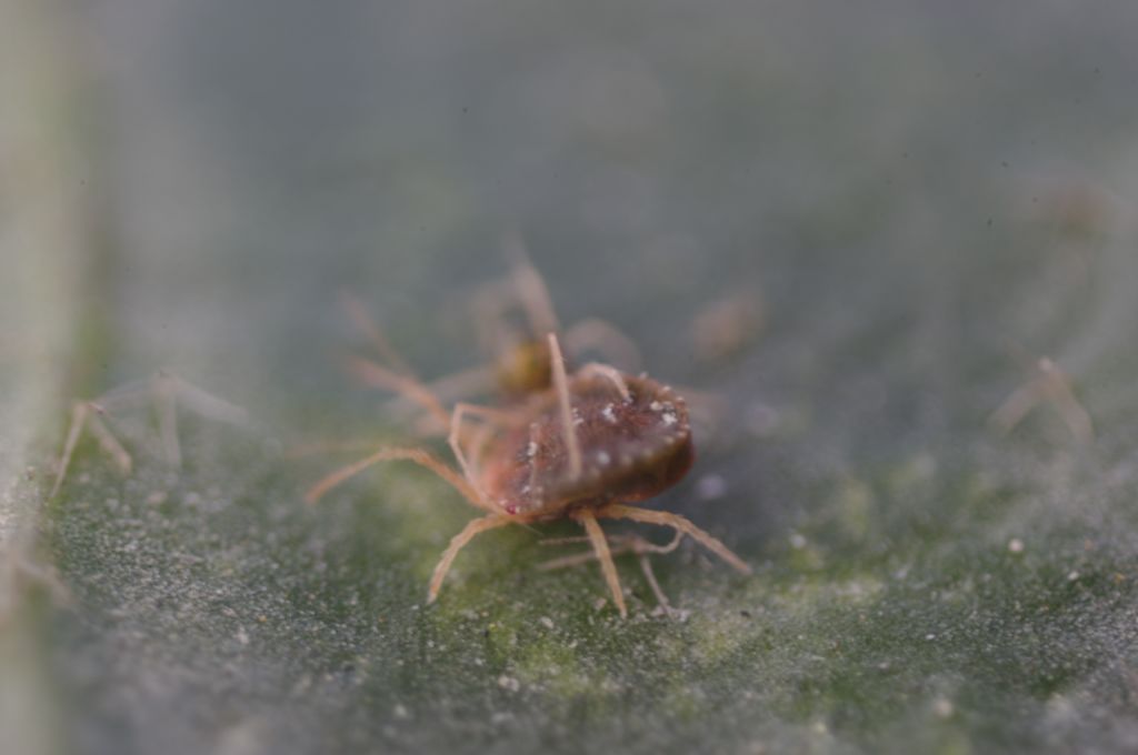 Acari su foglie di edera: cfr.  Tetranychidae - Rende (CS)